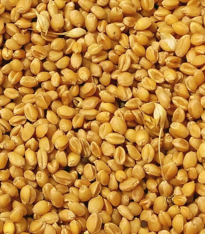 Sona Moti Wheat 1Kg