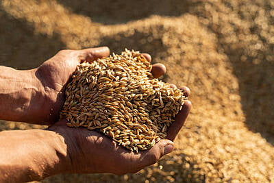 Multigrain Malt 500 g