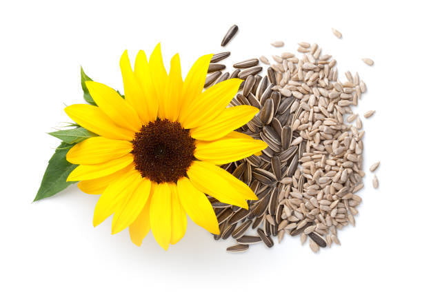 Sunflower seed 150G Sunflower seed 150G