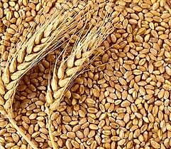 WHEAT SHARBATI 5KG