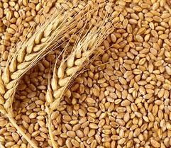 WHEAT SHARBATI 5KG WHEAT SHARBATI 5KG