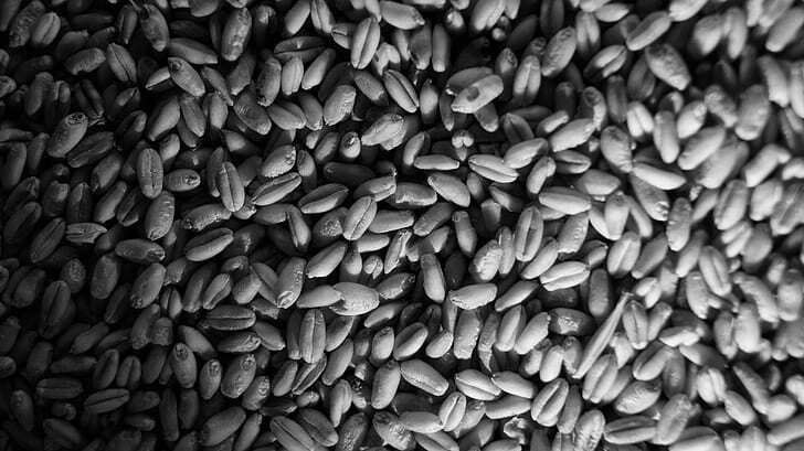 BLACK WHEAT 1 KG BLACK WHEAT 1 KG