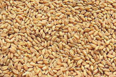 WHEAT PREMIUM  1 KG