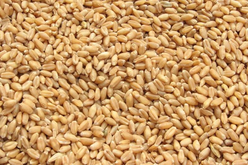 WHEAT PREMIUM 1 KG WHEAT PREMIUM 1 KG